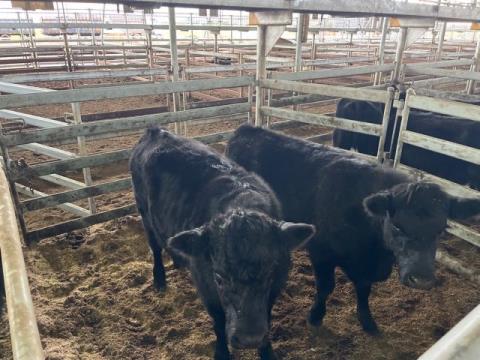 014 · 2 Angus Steer 432.50kg (Total weight: 865kg)