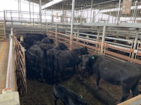 112 · 8 Angus Cow And Calf 502.50kg (Total weight: 4020kg)