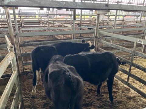 015 · 3 Hereford X Steer 351.70kg (Total weight: 1055kg)