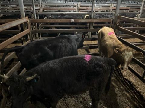 208 · 1 Angus X Steer