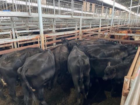 113 · 8 Angus X Cow And Calf 507.50kg (Total weight: 4060kg)