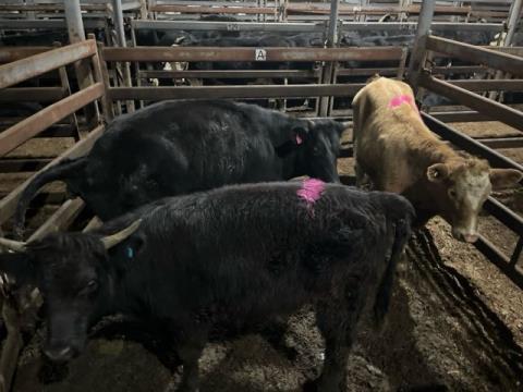 209 · 1 Highland Steer