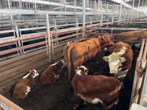 114 · 2 Hereford Cow And Calf 540kg (Total weight: 1080kg)