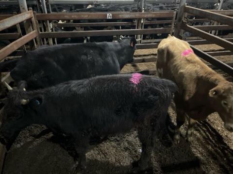 210 · 1 Charolais X Steer