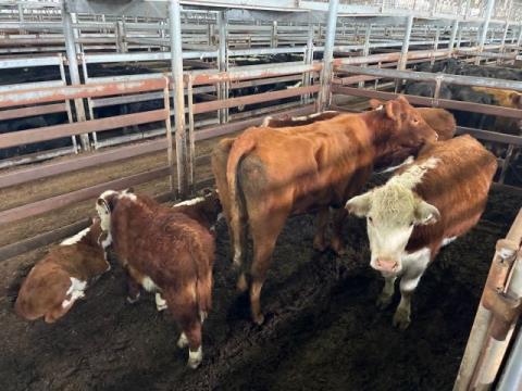 115 · 1 Limousin Cow And Calf 585kg (Total weight: 585kg)