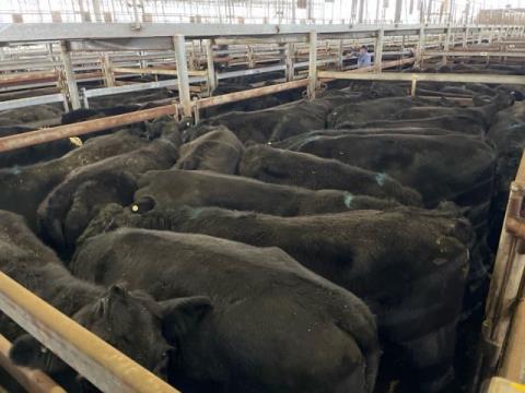 211 · 18 Angus X Steer