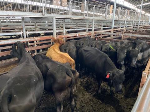 116 · 10 Angus X Cow And Calf 535.50kg (Total weight: 5355kg)