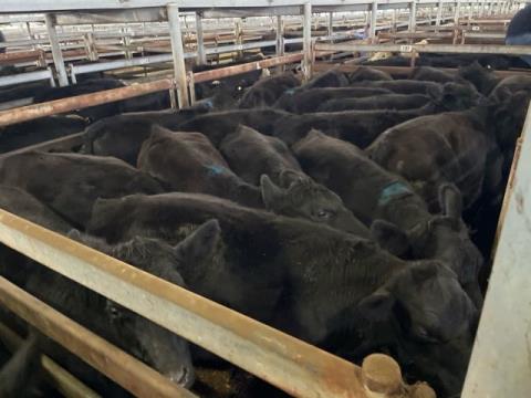 212 · 18 Angus X Steer