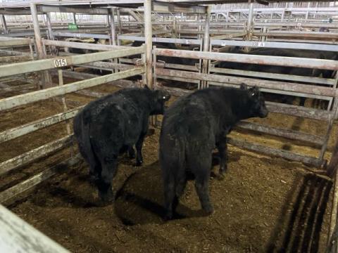 016 · 2 Angus Weaner Steers