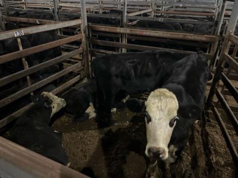 213 · 4 Hereford X Steer