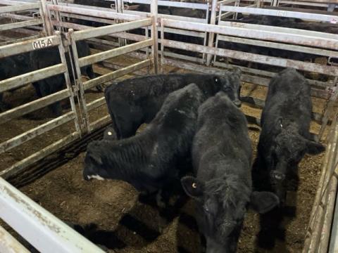 017 · 5 Angus Weaner Steers