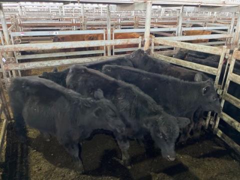 018 · 5 Angus Weaner Steers