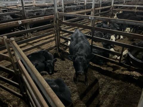 214 · 3 Angus X Steer