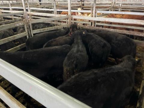 019 · 7 Angus X Weaner Steers