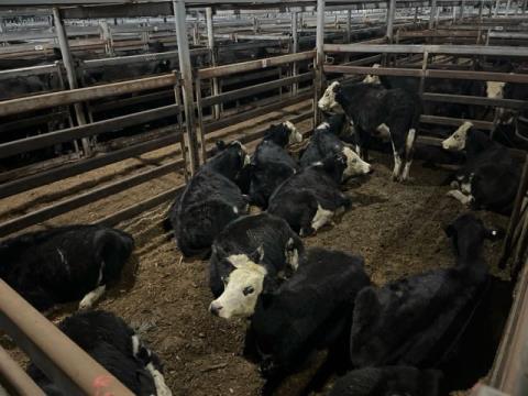 215 · 12 Hereford X Steer