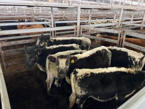 020 · 6 Speckle Park Weaner Steers