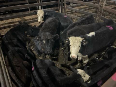 216 · 8 Angus X Steer