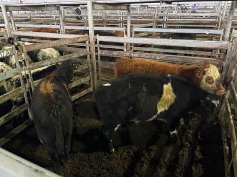 021 · 3 Limousin X Weaner Steers