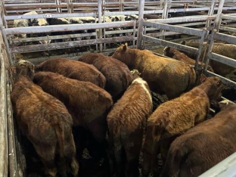 022 · 8 Hereford X Weaner Steers