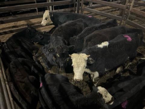 217 · 4 Hereford X Steer