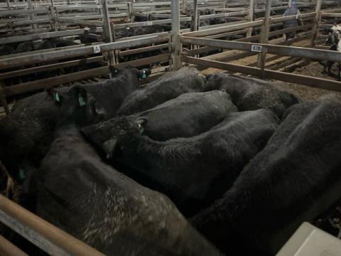 117 · 7 Angus Cow And Calf 567.10kg (Total weight: 3970kg)