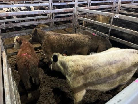 023 · 2 Murray Grey X Weaner Steers