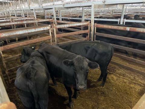 218 · 3 Angus X Heifer