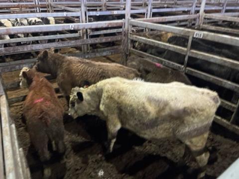 024 · 1 Hereford Weaner Steers