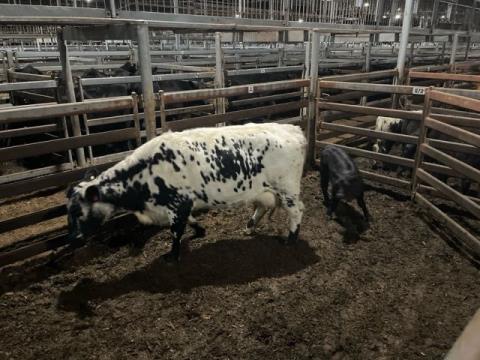 118 · 1 Speckle Park X Cow And Calf 620kg (Total weight: 620kg)