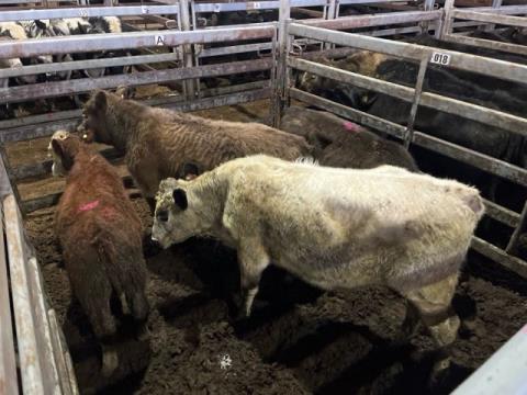 025 · 1 Murray Grey Weaner Steers