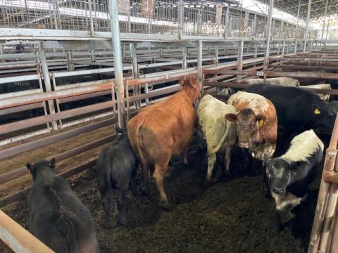 119 · 4 Angus X Cow And Calf 593.80kg (Total weight: 2375kg)