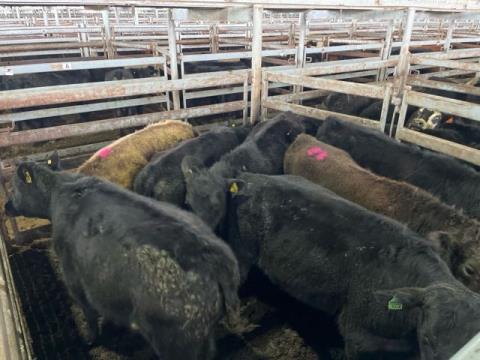 026 · 5 Angus X Steer