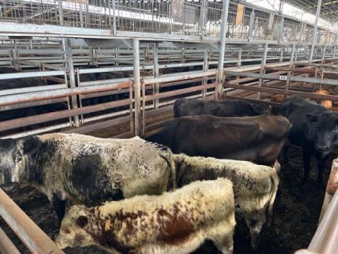 120 · 4 Angus X Cow And Calf 430kg (Total weight: 1720kg)