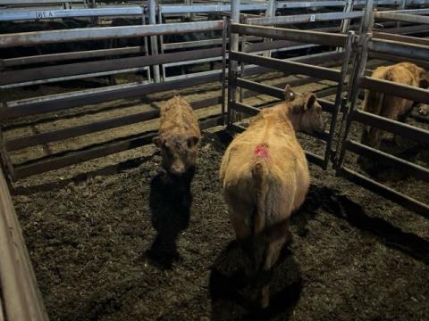 121 · 1 Red Angus X Cow And Calf 340kg (Total weight: 340kg)