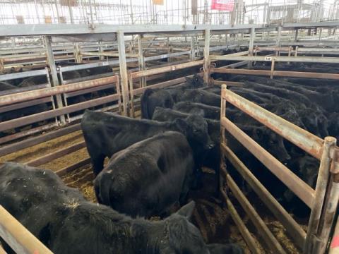 219 · 15 Angus X Heifer