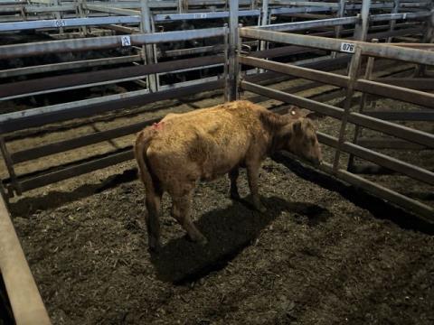 122 · 1 Red Angus X PTIC Heifer 285kg (Total weight: 285kg)