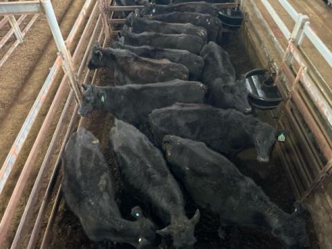 123 · 12 Angus Cow PTIC 361.70kg (Total weight: 4340kg)