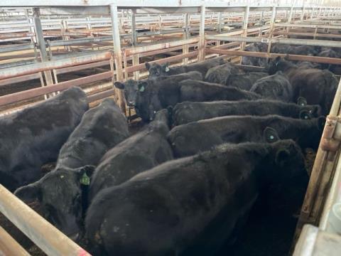 124 · 13 Angus Cow PTIC 391.90kg (Total weight: 5095kg)
