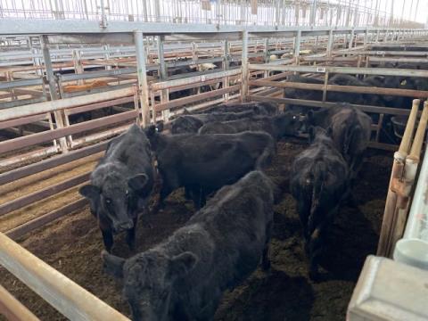 125 · 8 Angus Cow PTIC 304.40kg (Total weight: 2435kg)