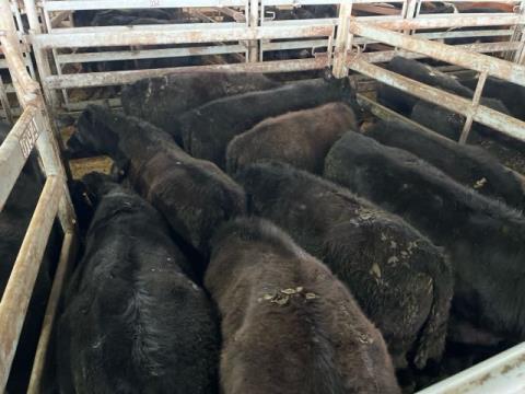 028 · 9 Angus X Steer