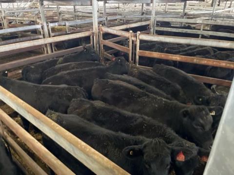 220 · 10 Angus X Heifer