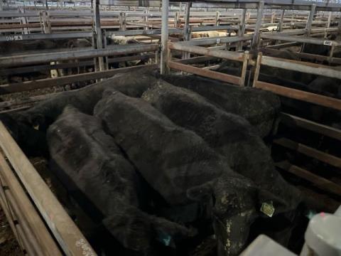 126 · 5 Angus X Angus Cow PTIC 568kg (Total weight: 2840kg)