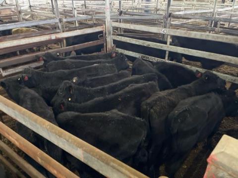 221 · 12 Angus X Heifer