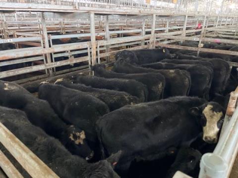 029 · 17 Angus X Steer