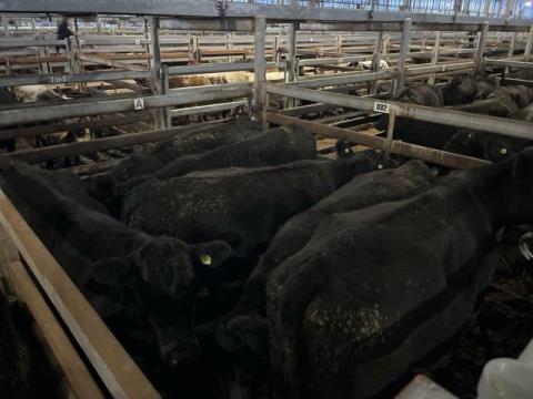 127 · 6 Angus X Angus Cow PTIC 527.50kg (Total weight: 3165kg)