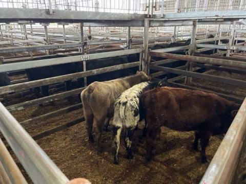 222 · 3 X Breed Heifer