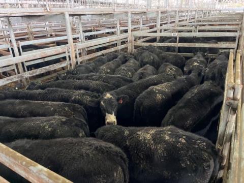 030 · 20 Angus X Steer