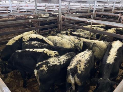 223 · 11 Speckle Park X Heifer