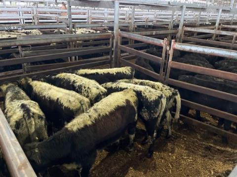224 · 7 Speckle Park X Heifer