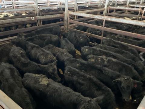 225 · 14 Angus X Heifer